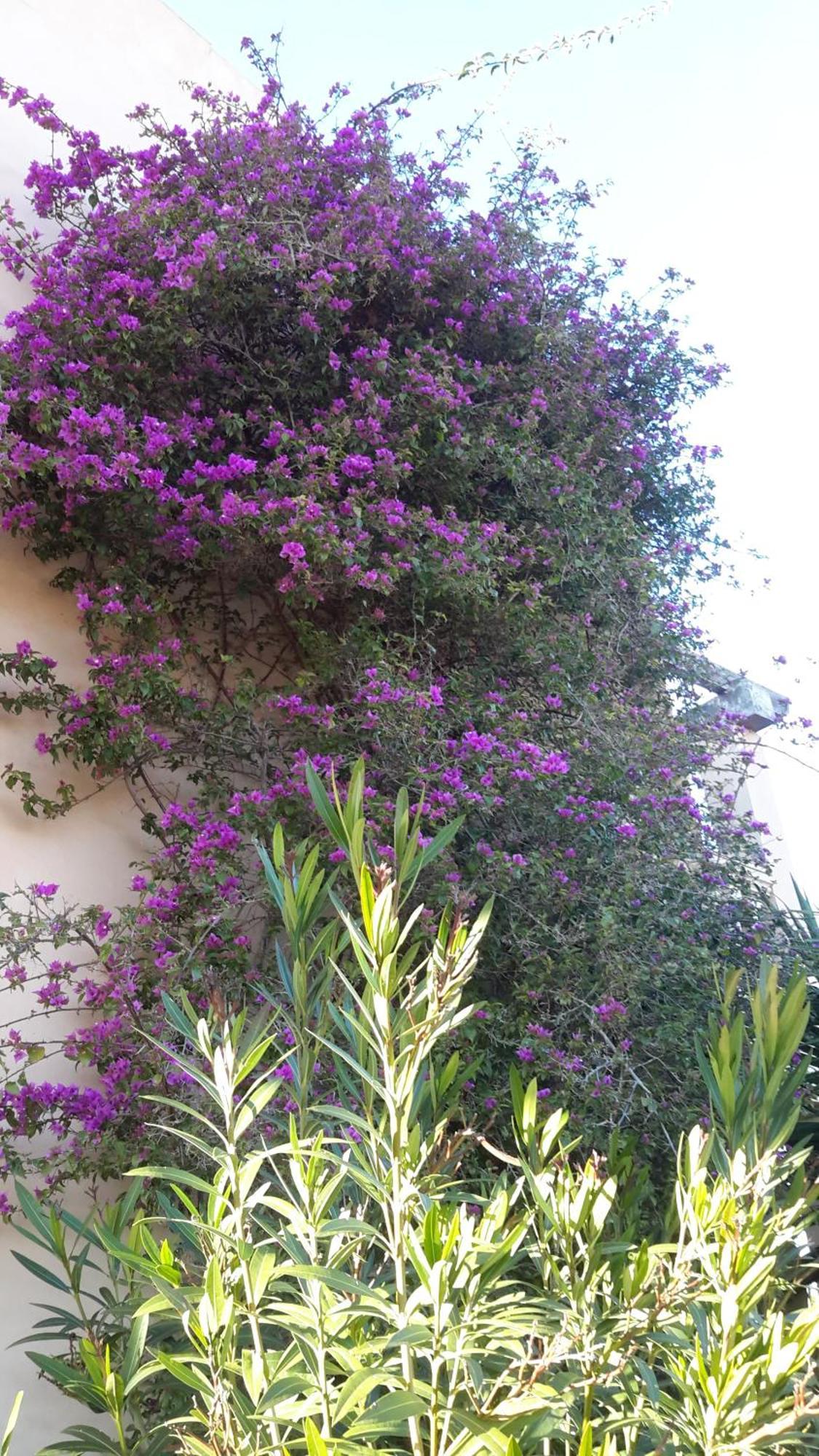 Finca Alqueria Fosca Campos  Εξωτερικό φωτογραφία
